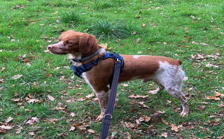 Brittany Spaniel dogs - Advert 1
