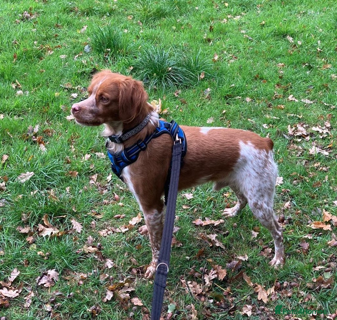 Brittany Spaniel dogs for adoption: Handsome, gentle, charming Marmalade in Surrey - Image 1