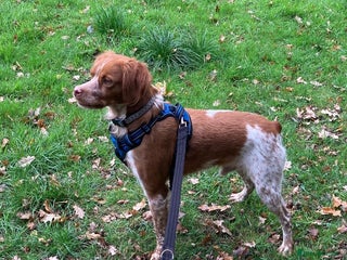 Brittany Spaniel dogs - Advert 1