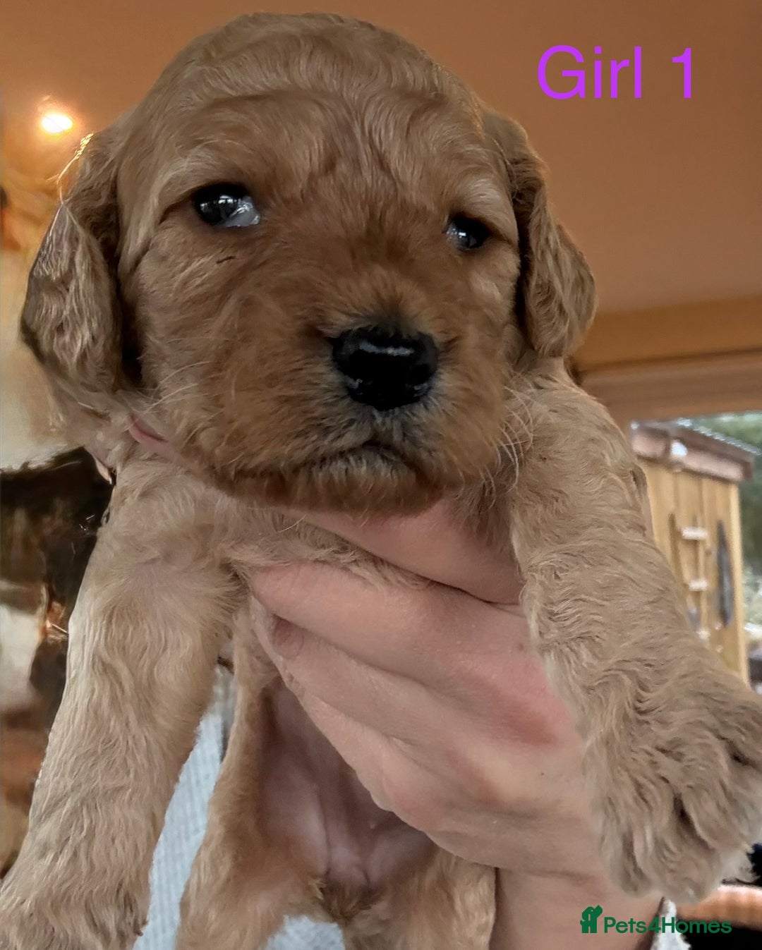 Cockapoo dogs for sale: 9 Beautiful Cockapoo Puppies For Sale - Image 5