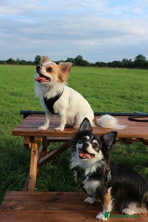 Chihuahua dogs for sale: Old boy REHOME required in Ilminster - Advert 11