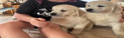Golden Retriever dogs for sale: CREAM GOLDEN RETRIEVER PUPPIES - Advert 5