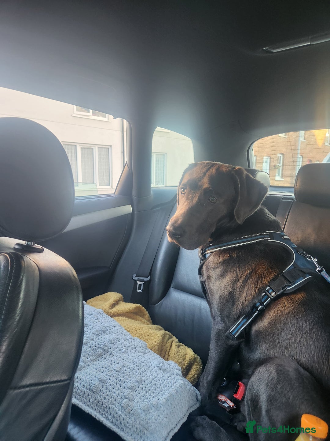 Labrador Retriever dogs for sale: Bailey labrador  - Advert 3