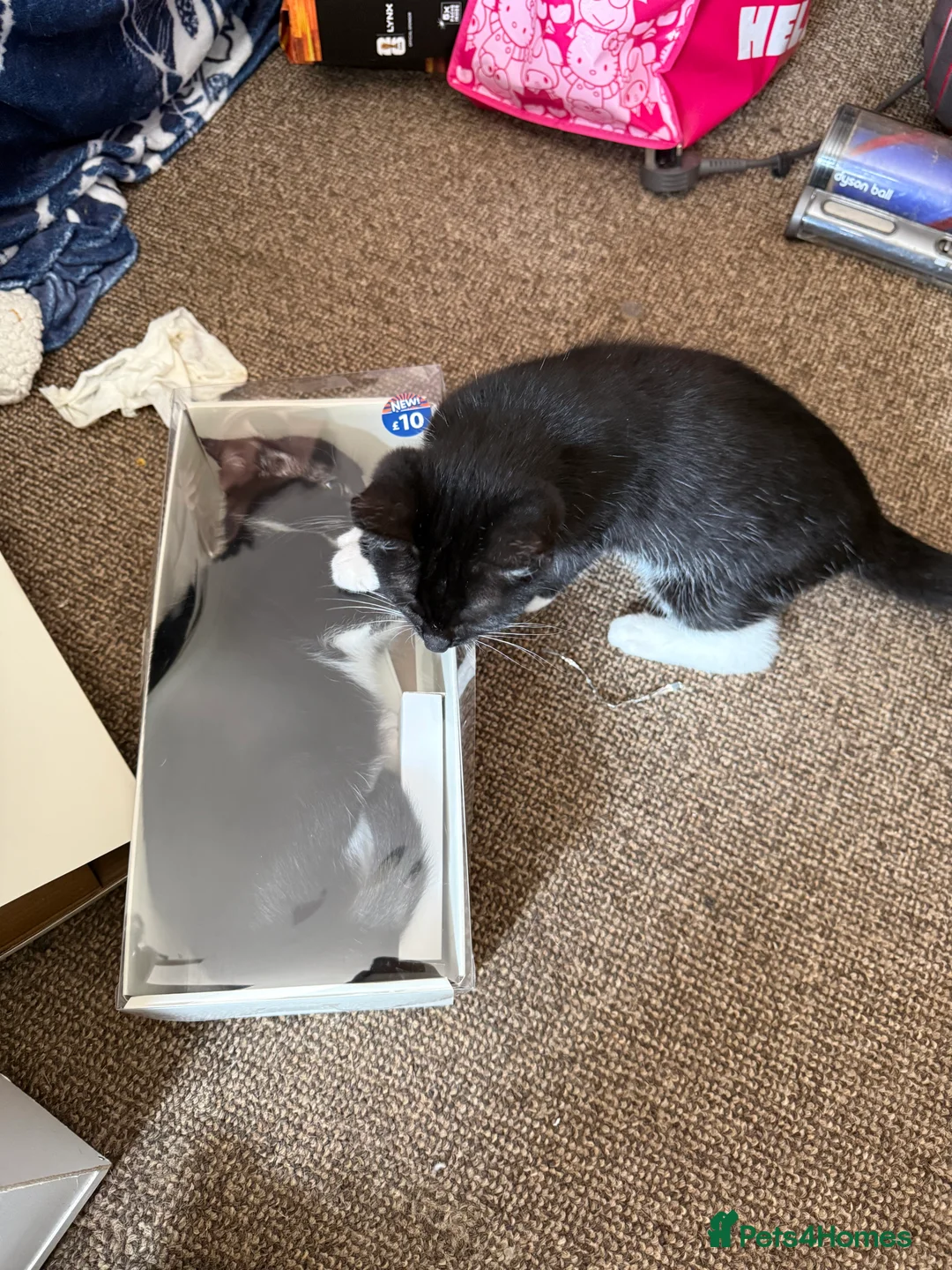 Mixed Breed cats for sale: 2 kittens  - Advert 2