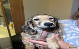 Miniature Dachshund dogs for sale: **KC REG Miniature long haired dachshund puppies** - Image 3