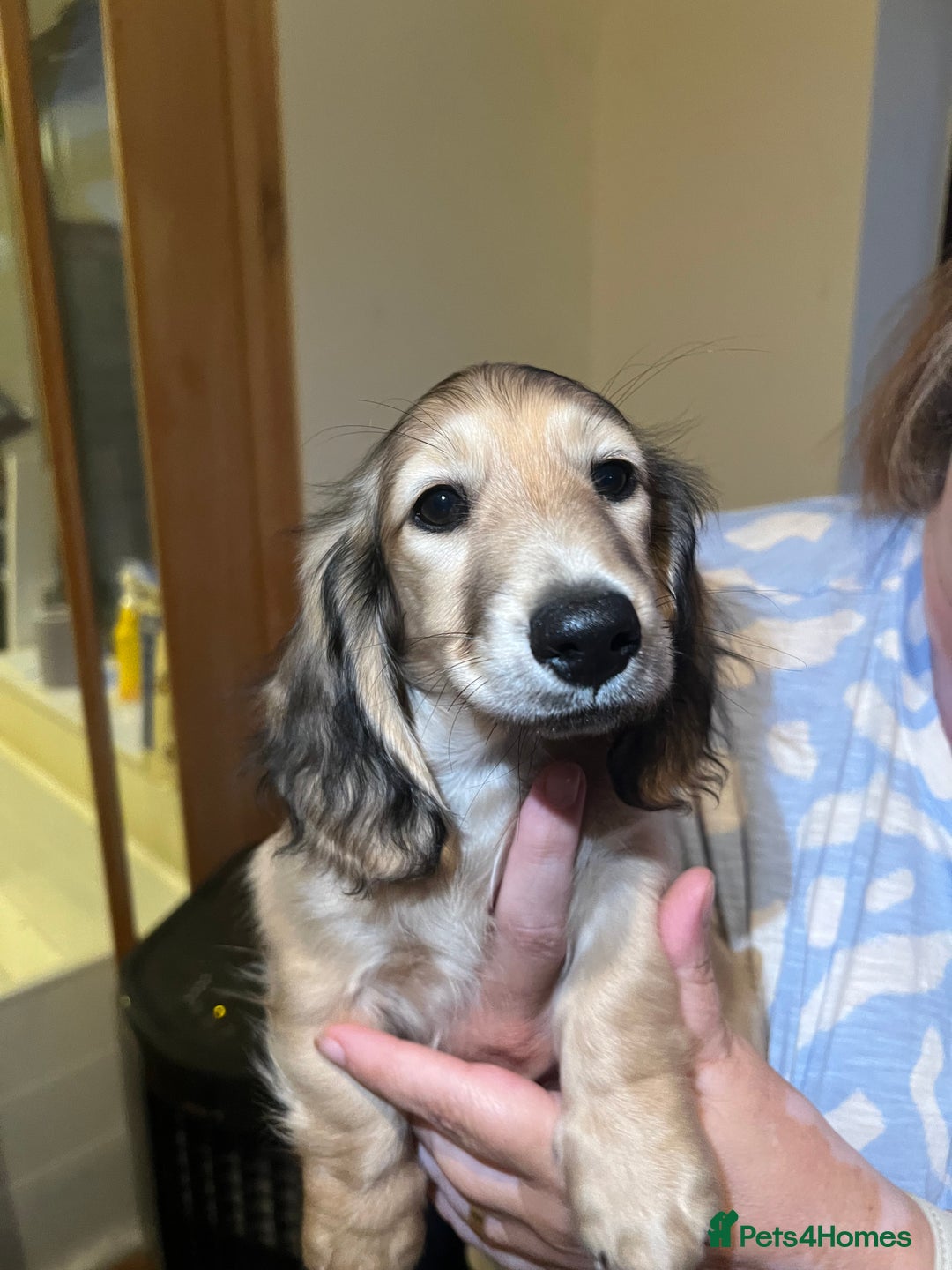 Miniature Dachshund dogs for sale: **KC REG Miniature long haired dachshund puppies** - Image 3