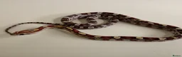 Corn Snake reptiles for sale: Corn Snakes Available UKCB25 - Advert 9