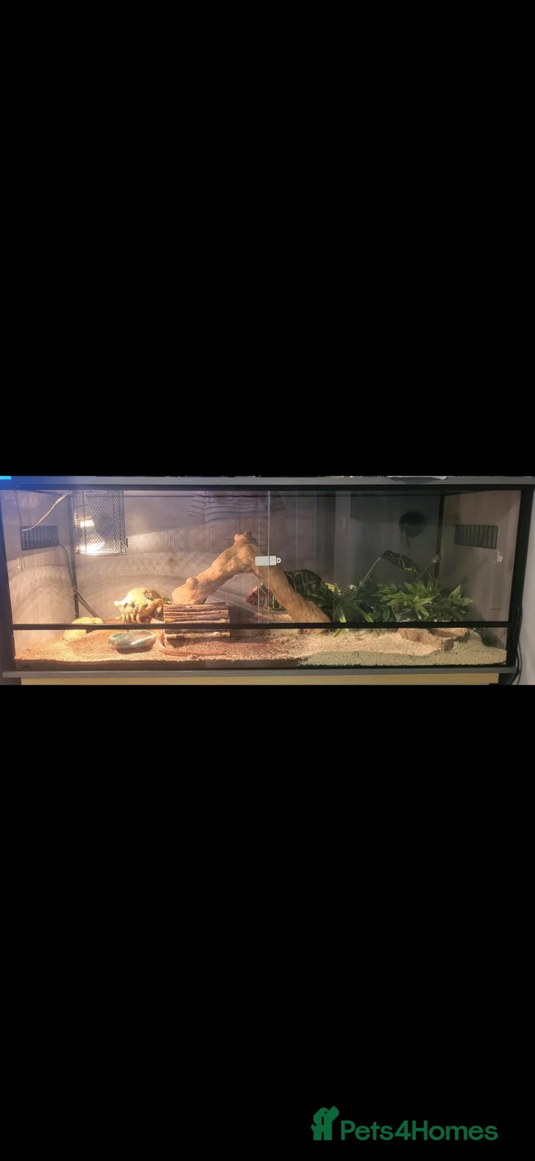 Corn Snake reptiles for sale: Female Corn snake with viv + extras in South Shields - Advert 5
