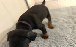 Dobermann dogs for sale: KC Registered Champion-lines Dobermans - Image 5