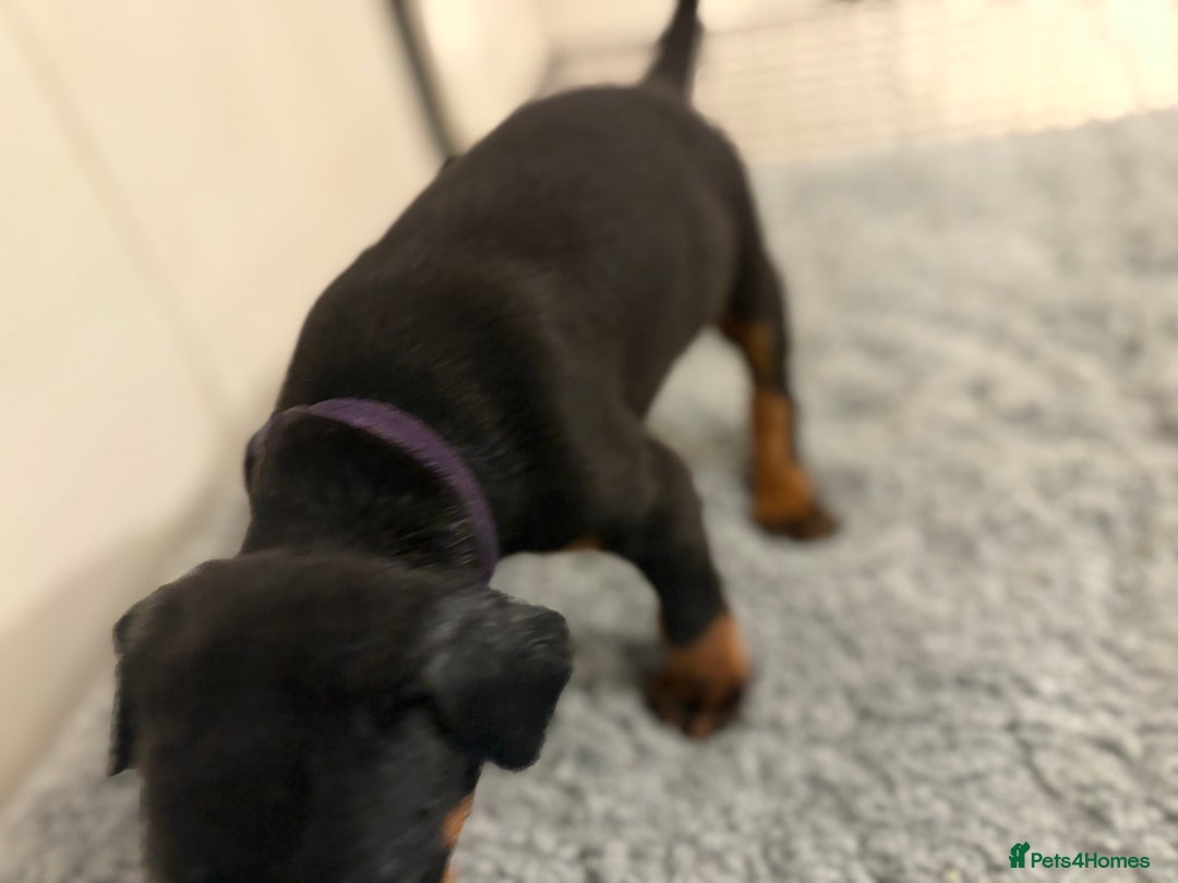 Dobermann dogs for sale: KC Registered Champion-lines Dobermans - Image 5