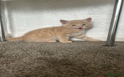 Burmese cats for sale: Kittens  - Image 2