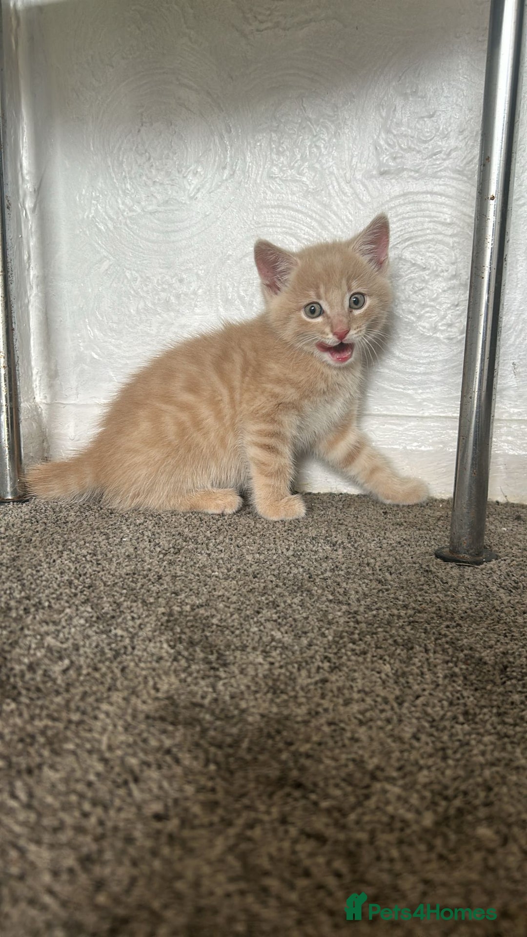 Burmese cats for sale: Kittens  - Image 2
