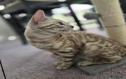 Bengal cats for sale: TICA REG 💕 2 Beautiful bengal boys  - Image 18