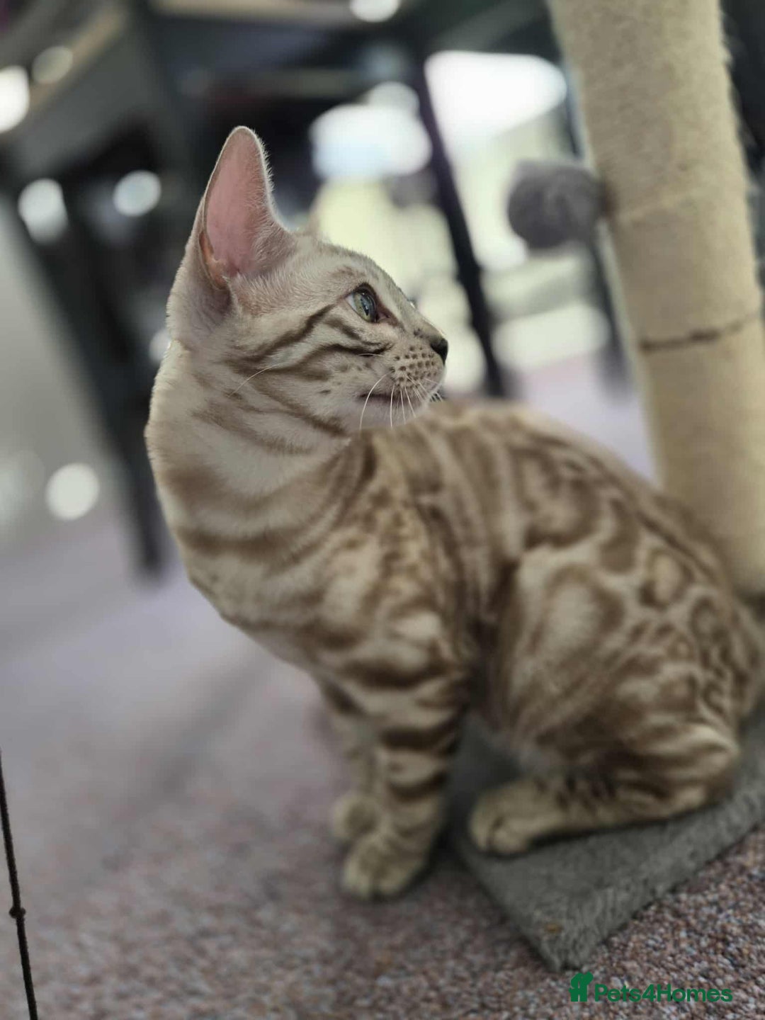 Bengal cats for sale: TICA REG 💕 2 Beautiful bengal boys  - Image 18