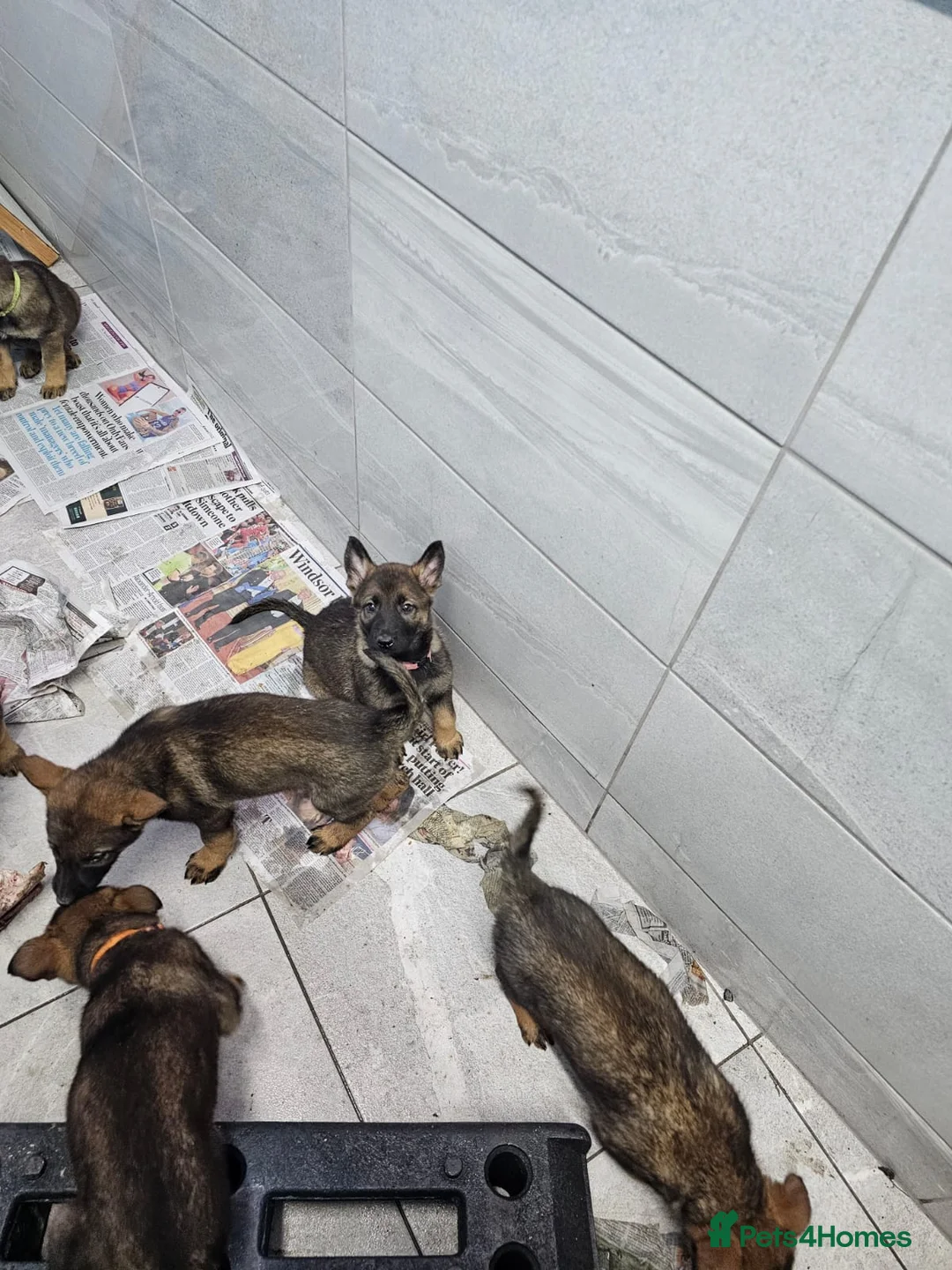 Belgian Shepherd Dog dogs for sale: Belgian malinois cross Czech Shepherd  - Advert 25