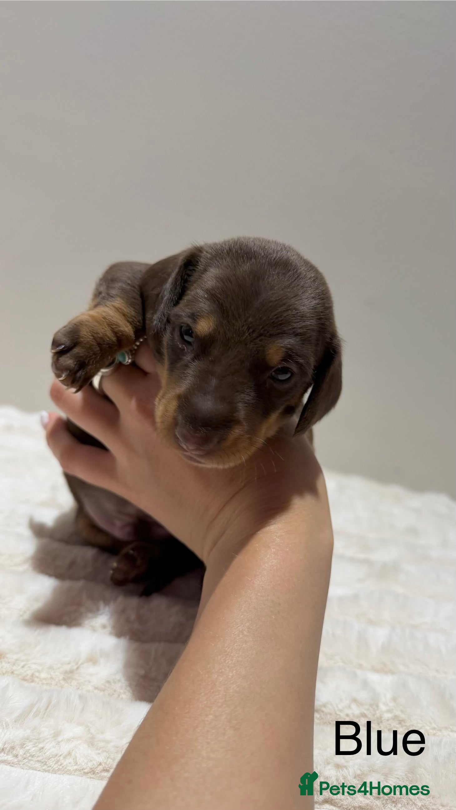 Miniature Dachshund dogs for sale: 🐾 Miniature Dachshund Puppies For Sale 🐾  - Advert 24