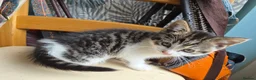 Mixed Breed cats for sale: 2 bundles of fun and furryness in Andover - Advert 7
