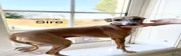 Italian Greyhound dogs for sale: Outstanding KC reg Italian greyhound puppies  - Advert 4