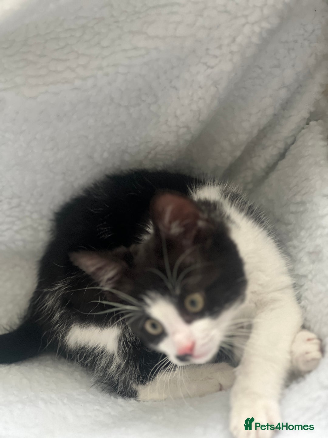 British Shorthair cats for sale: 11 Week Old Male Kitten Black & White Shorthair - Advert 6