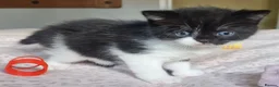 Exotic cats for sale: 2 male exotic cross kittens  - Advert 4