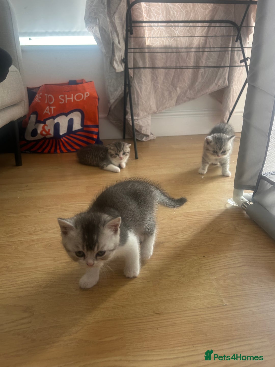 Scottish Fold cats for sale: Scottish fold and straights - Image 21