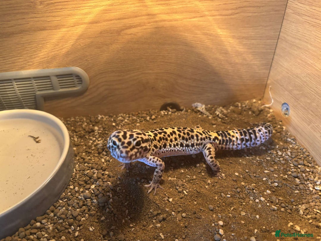 Leopard Gecko reptiles for sale: Leopard geckos - Image 3