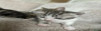 Petite tabby and white girl