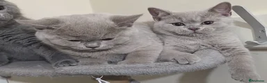 British Shorthair Fawn
