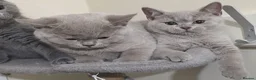 Brazilian Shorthair cats for sale: Beautiful British Champion Shorthair Kittens - Advert 3