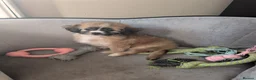Mixed Breed dogs for sale: Shipoochis ready now 1 left - Advert 4