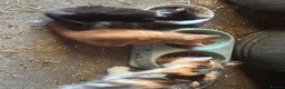 Mixed Breed cats for sale: Two lovely boy kittens.  - Advert 4