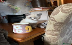 Persian cats for sale: Our cute adorable little female seal point  - Image 3
