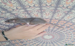 Rat rodents for sale: All rats have been reserved. - Image 18