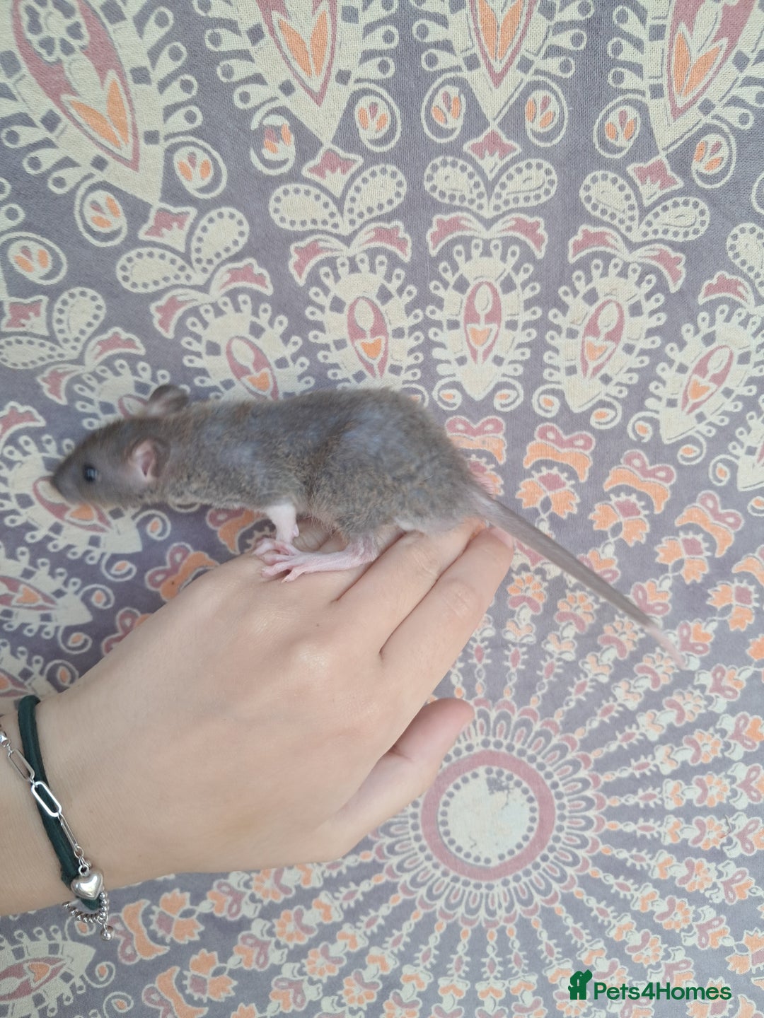 Rat rodents for sale: All rats have been reserved. - Image 18