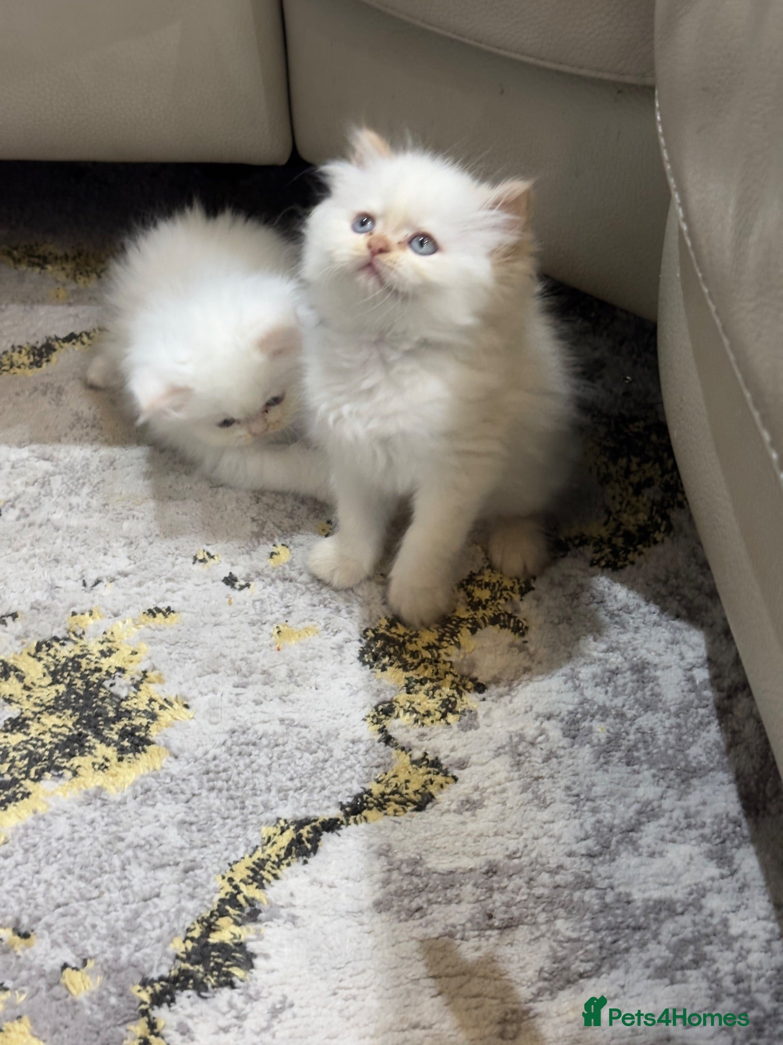 Persian cats Pure white Persian kitten - Advert 14