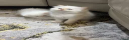 Persian cats for sale: Pure white Persian kitten in Reading - Advert 1
