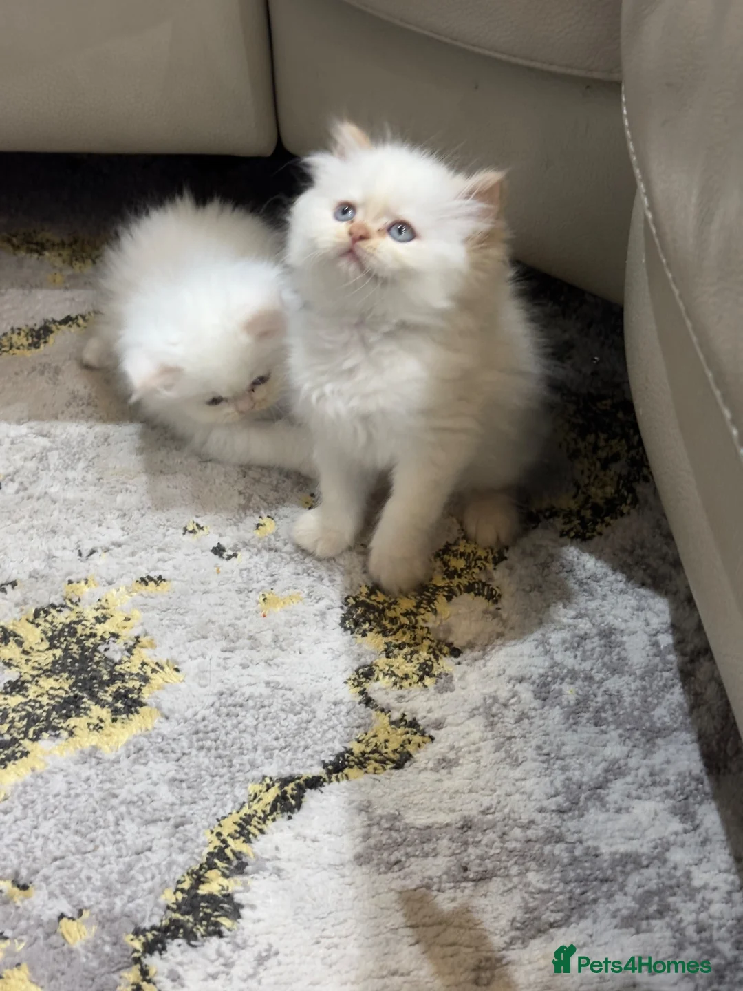 Persian cats for sale: Pure white Persian kitten in Reading - Advert 1