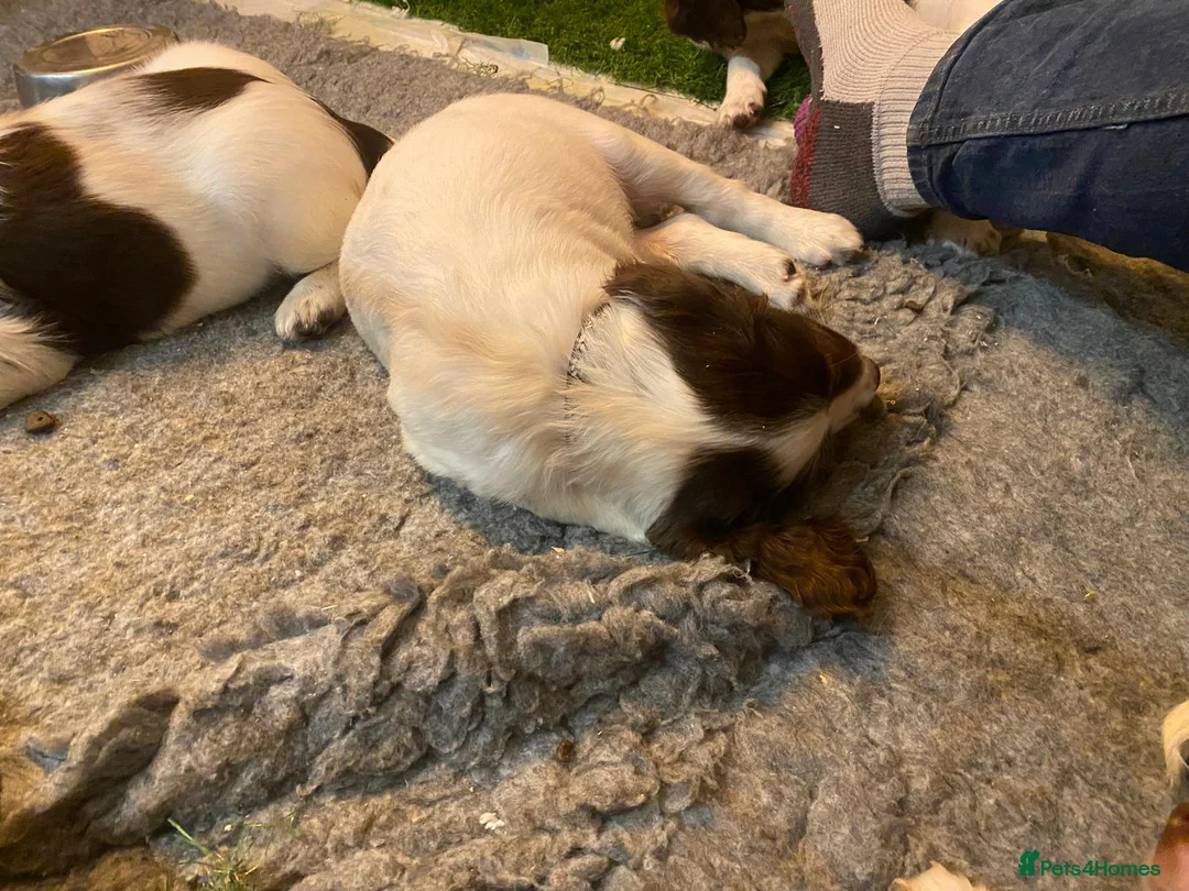 English Springer Spaniel dogs for sale: English Springer Spaniel Pups - Advert 6
