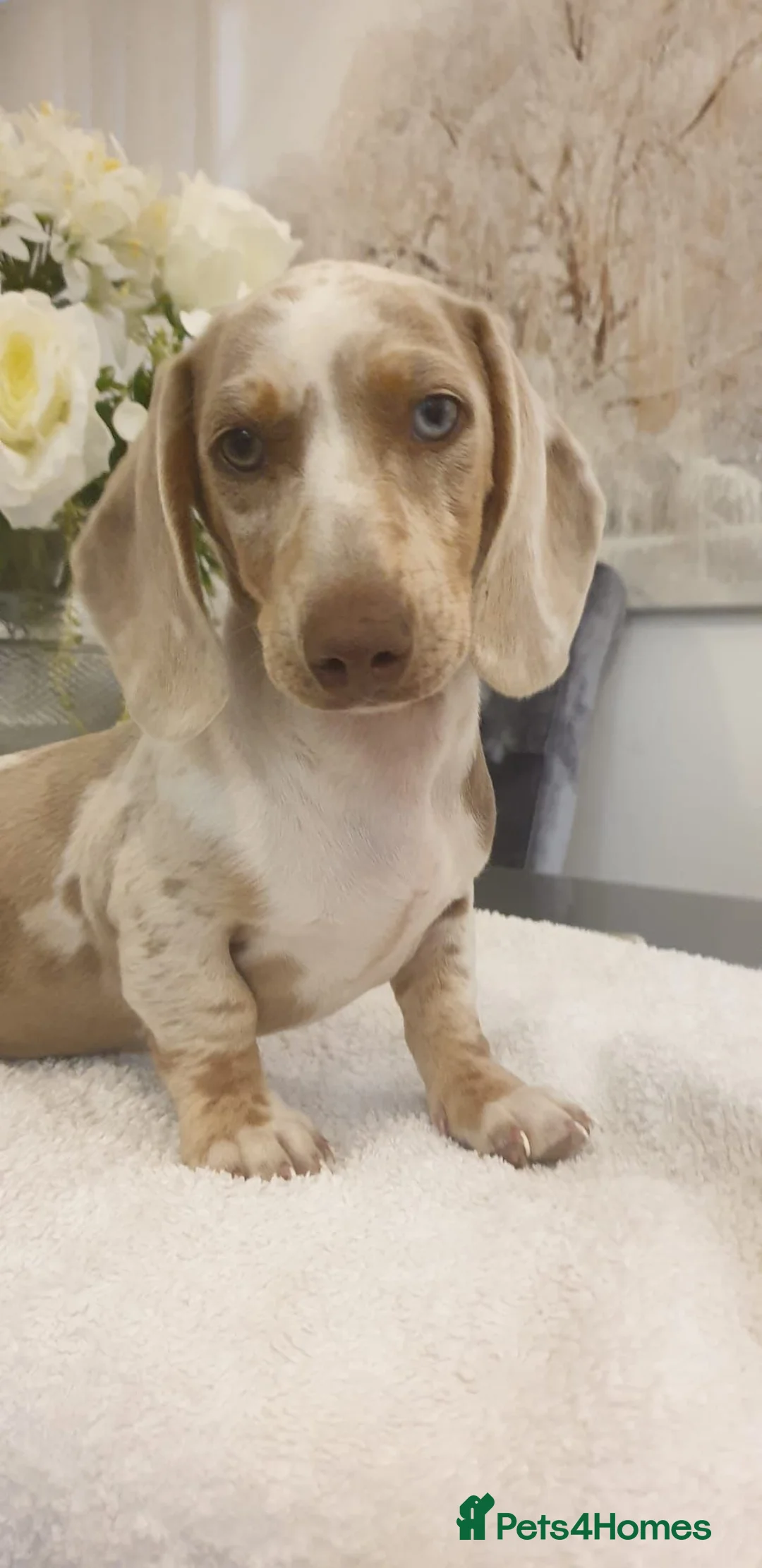 Dachshund dogs for sale: Dachund  - Advert 2