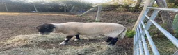Sheep livestock for sale: Suffolk Ram - Advert 7