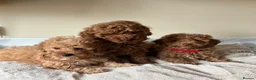 Cavapoochon dogs for sale: Cavapoochon puppies  - Advert 15