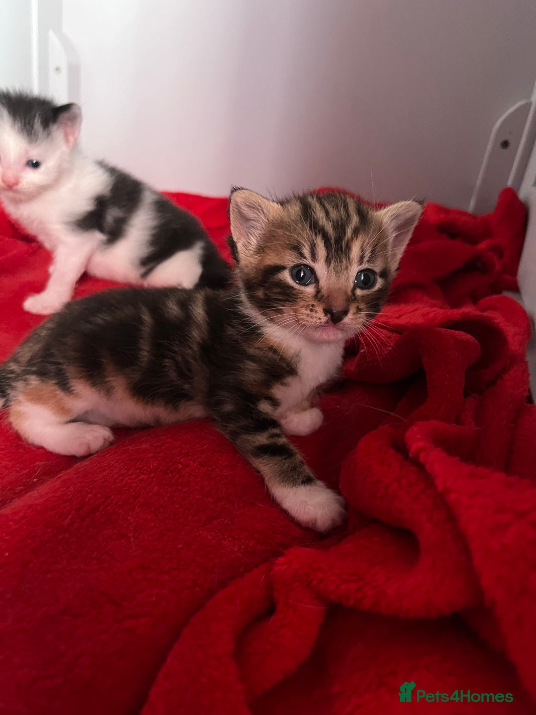 Domestic Shorthair cats for sale: Beautiful Kittens  in Godalming - Image 16