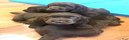 Sussex Spaniel dogs for sale: rimetime Sussex Spaniels Puppies Ready. in Peterhead - Advert 3