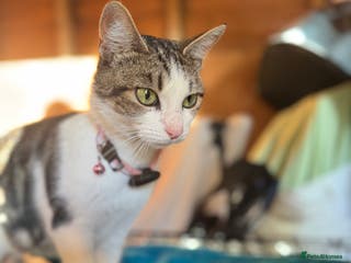 Mixed Breed cats Beautiful Tabby Female - Advert 1