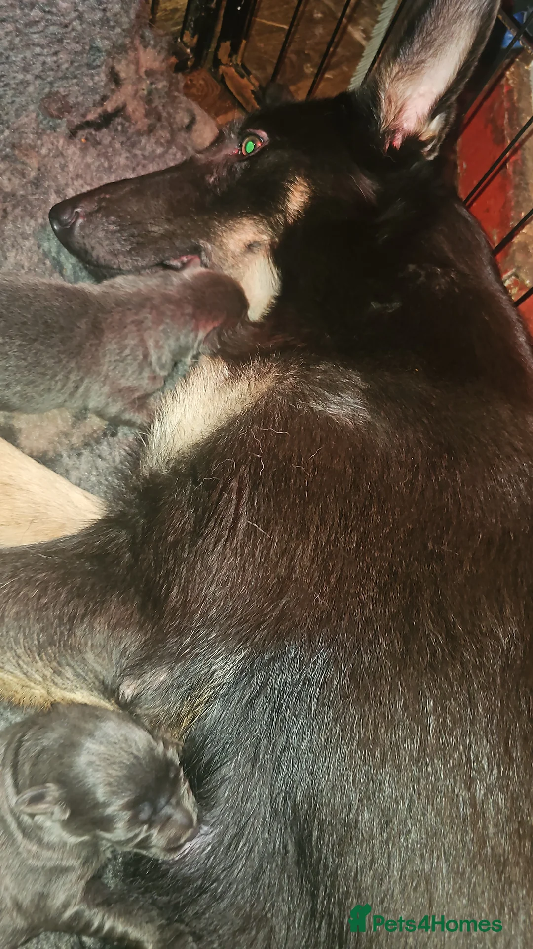 German Shepherd dogs for sale: Pure bred blue gsd puppies - Advert 2