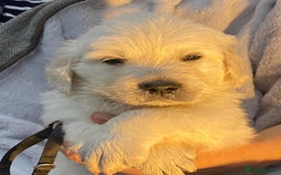 Golden Retriever dogs for sale: Outstanding Golden Retriever Puppies - Image 10