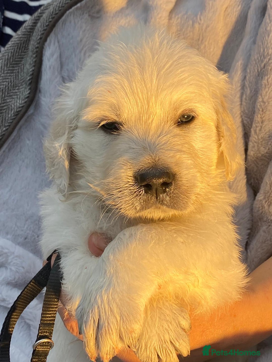 Golden Retriever dogs for sale: Outstanding Golden Retriever Puppies - Image 10