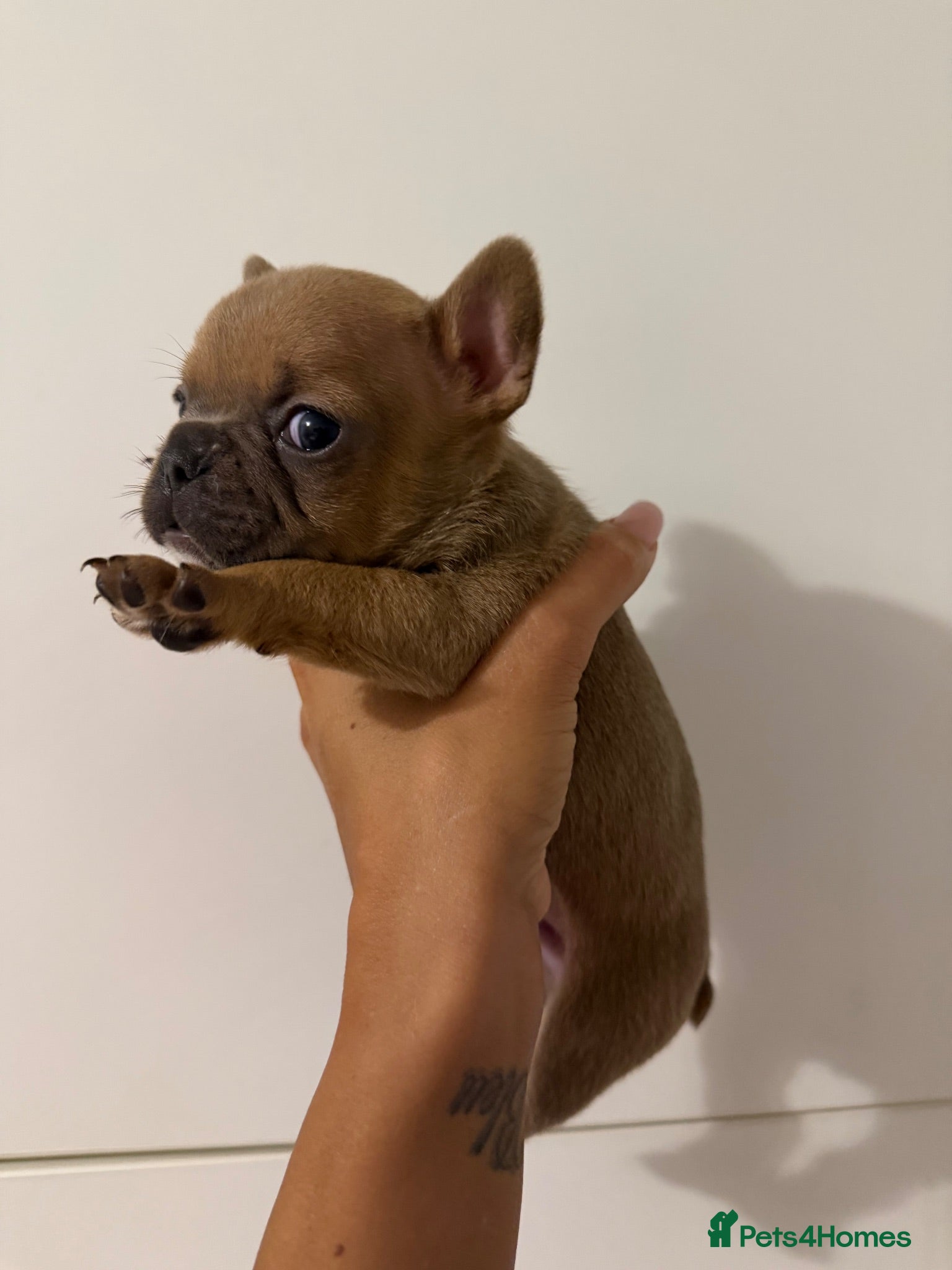 French Bulldog dogs French bulldog puppy - Advert 5