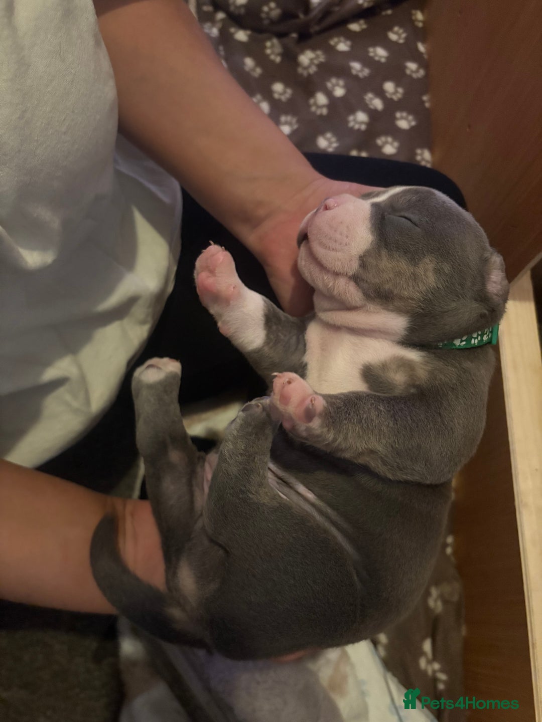 American Bully dogs for sale: American pocket bully tri pups - Image 17