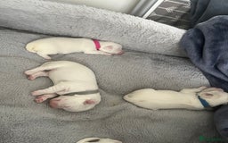 Maltese dogs for sale: Beautiful Maltese puppies  - Image 12